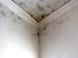 Why You Should Choose Our Mold Remediation Services in Oakley, CA